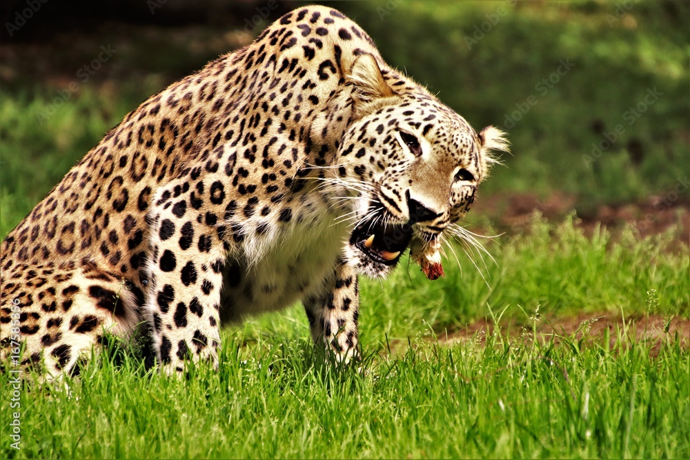 Leopard. Fressend. Kauend. Stock Photo | Adobe Stock Leopard. Fressend. Kauend. Stock Photo | Adobe Stock
