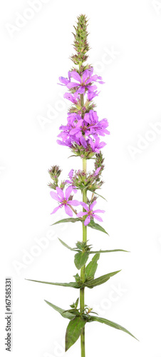 Purple loosestrife (Lythrum salicaria) isolated on white background. Medicinal plant photo