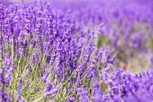 Lavender bushes close up, summer day background