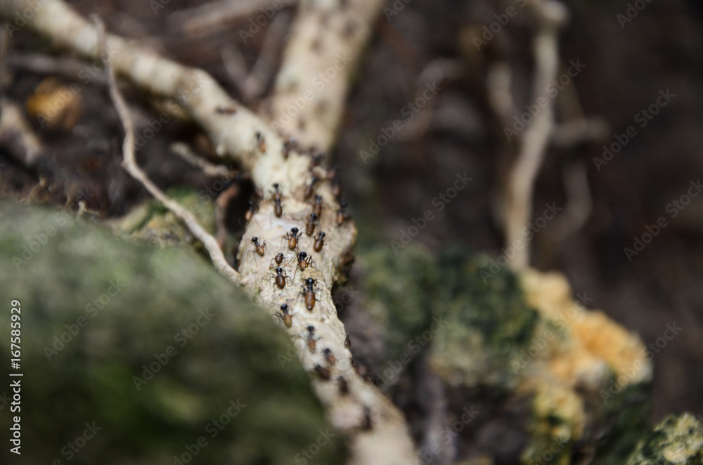 Walking Ants