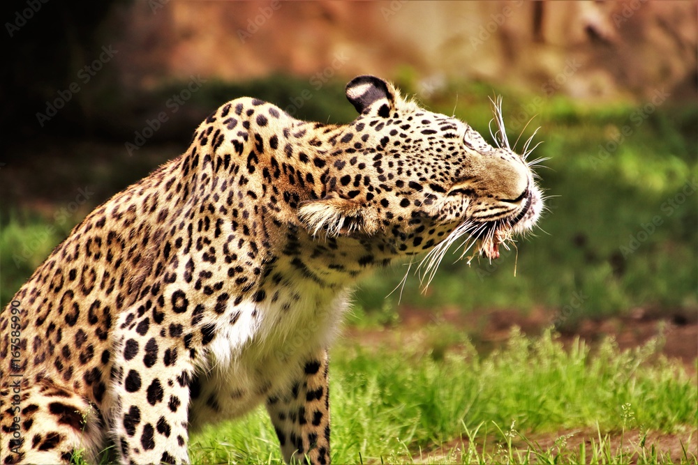 Fototapeta premium Leopard. Fressend. Kauend.