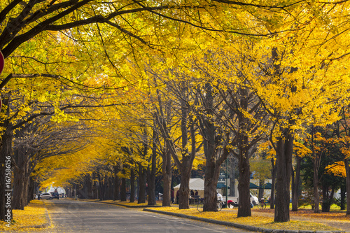 The fall season in the autumn Hokkaido University