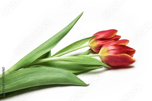 Fresh flowers  red tulips