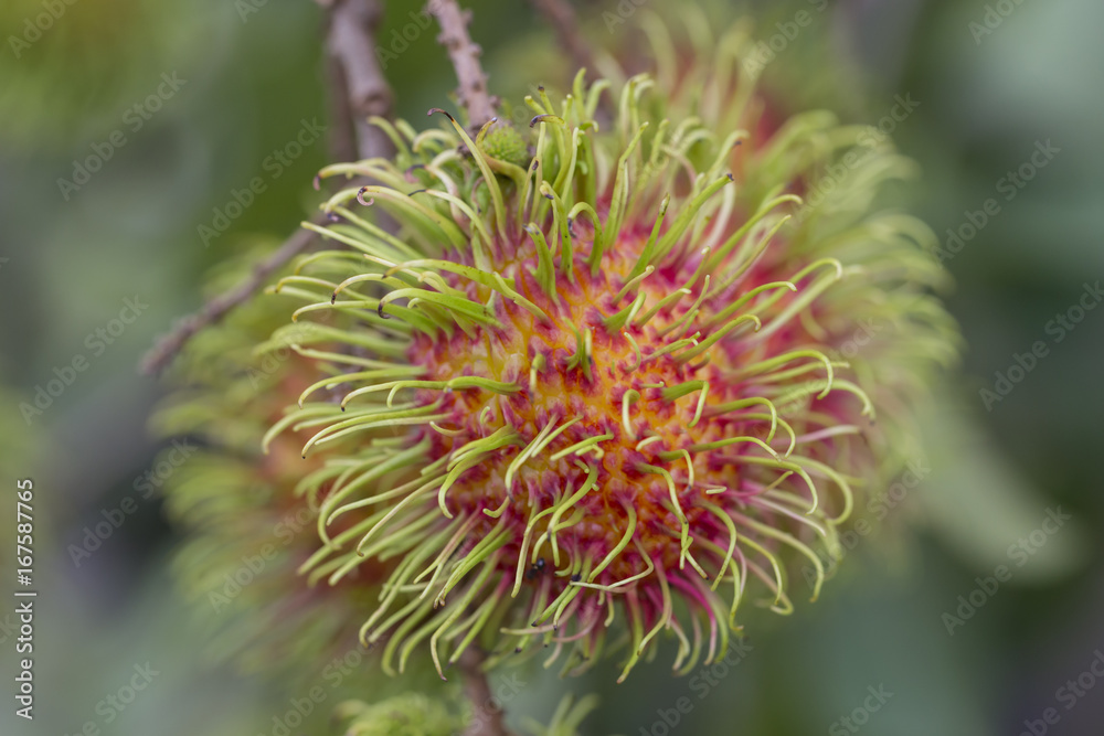 rambutan fruit with green hair on the tree. rambutan fruit with green hair on the tree.