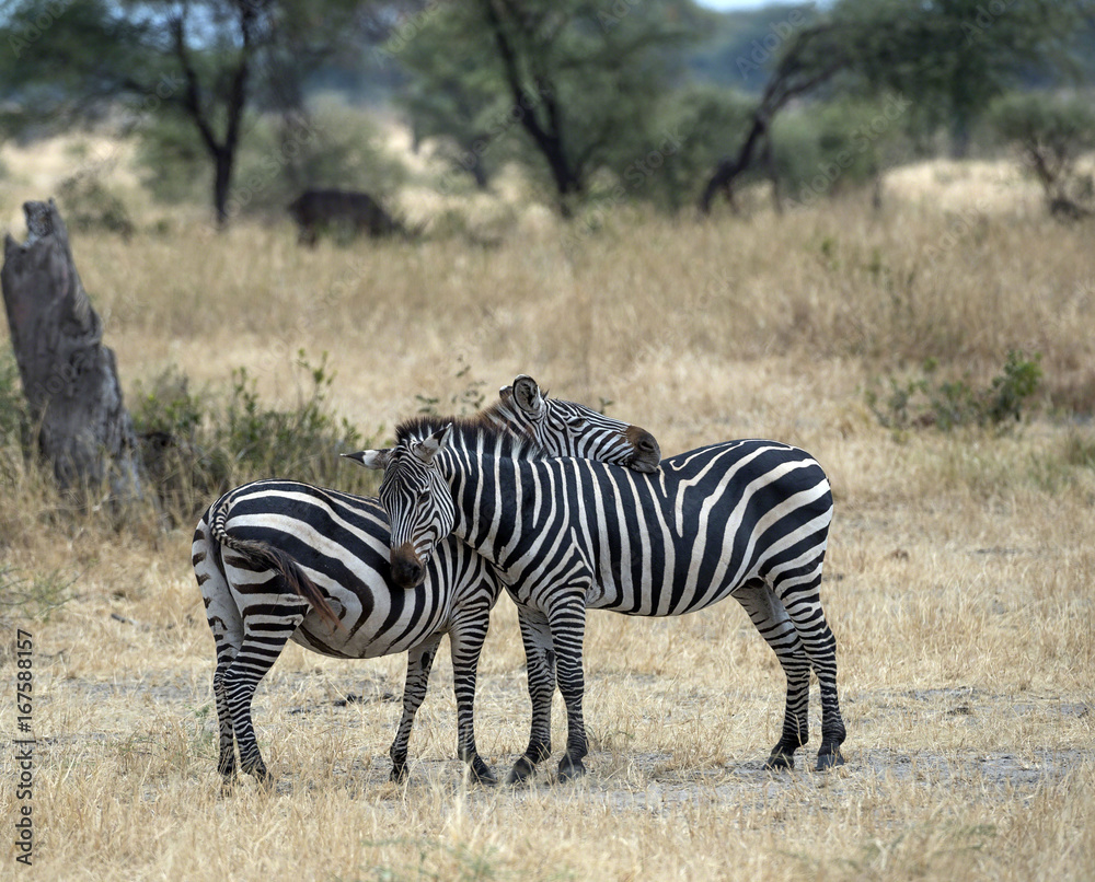 Two zebra standing in dried grass, one resting his head on the other's back, both with brown noses. Tarangire National Park. Tanzania, Africa Two zebra standing in dried grass, one resting his head on the other's back, both with brown noses. Tarangire National Park. Tanzania, Africa