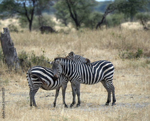 Two zebra standing in dried grass  one resting his head on the other s back  both with brown noses. Tarangire National Park. Tanzania  Africa