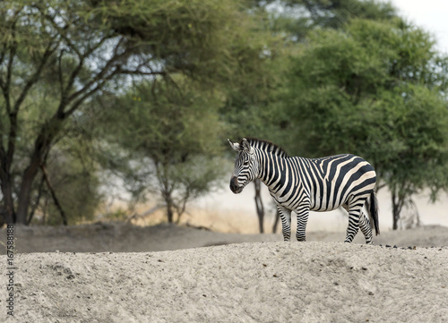 Single Zebra walking right to left  on white rock with trees in background. Tarangire National Park  Tanzania  Africa