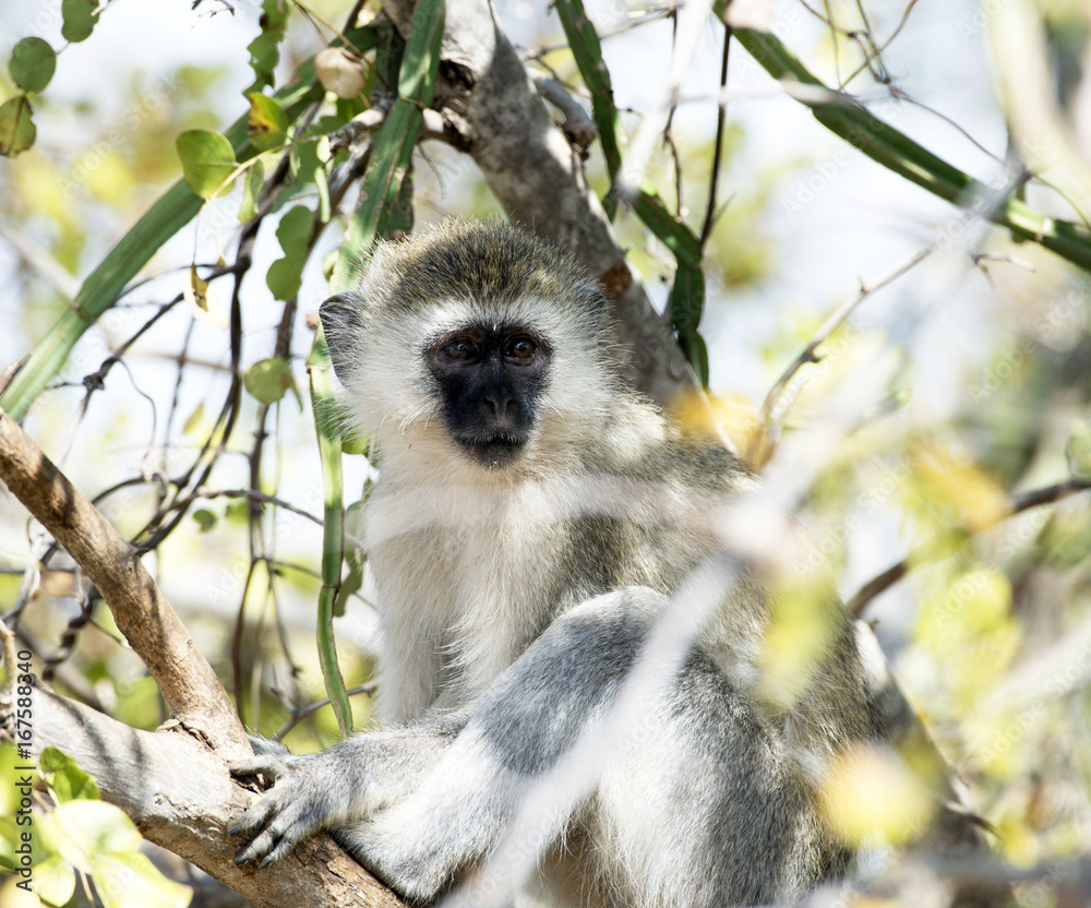 Obraz premium Vervet monkey, sitting on branch with arms folded over legs, looking very sad with green foliage in background. Tarangire National Park, Tanzania, Africa