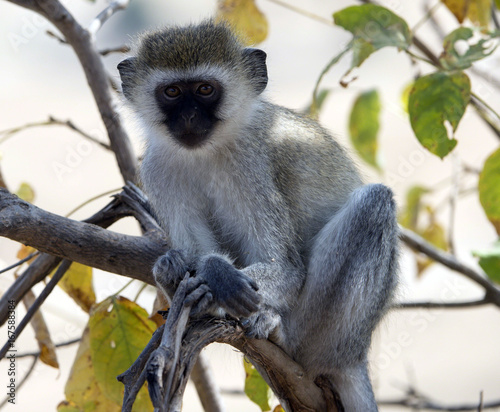 Vervet monkey, sitting on branch with arms folded over legs, looking straight at camera. Tarangire National Park, Tanzania, Africa
