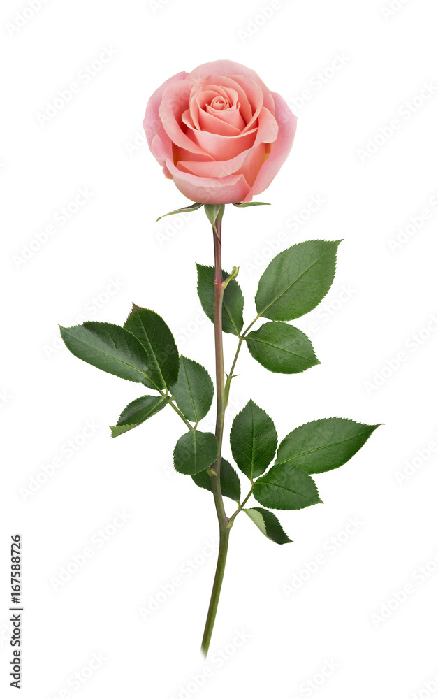 Pink rose in full depth of field. Detailed retouch. - obrazy, fototapety, plakaty 