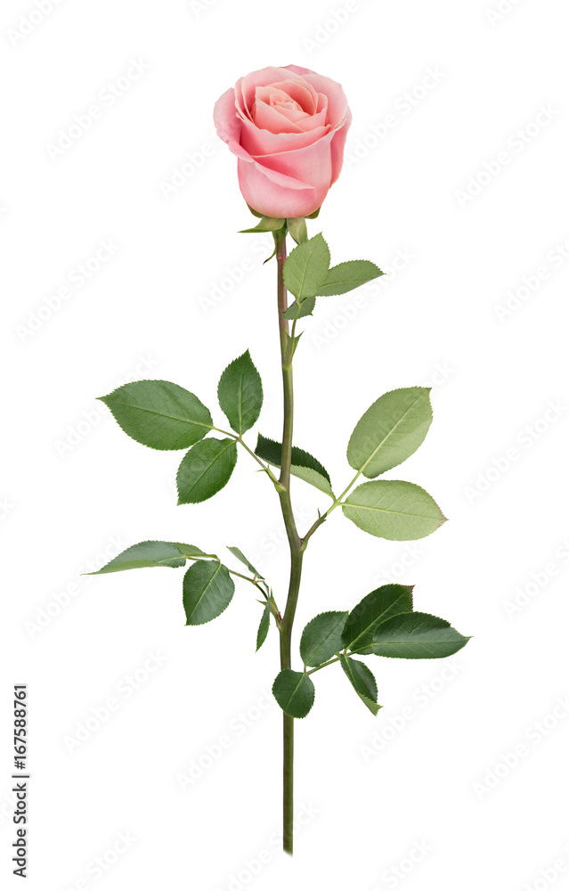 Fototapeta premium Pink rose in full depth of field. Detailed retouch.