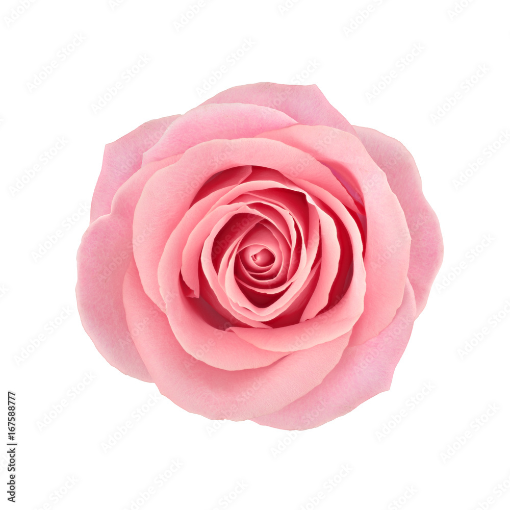 Naklejka premium Kwiat róży koralowej. Szczegółowy retusz