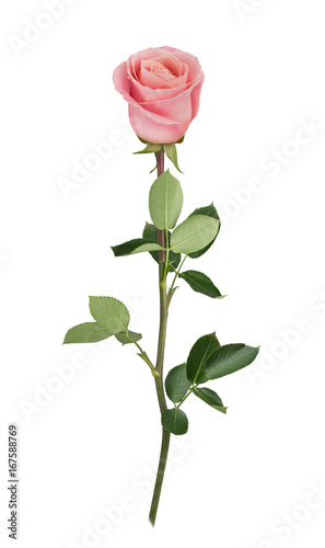 Pink rose in full depth of field. Detailed retouch.