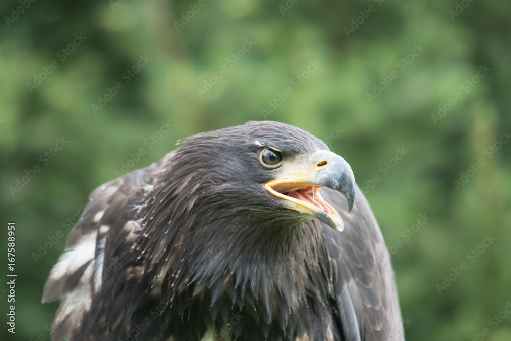 Obraz premium Sea eagle(Haliaeetus albicilla) 