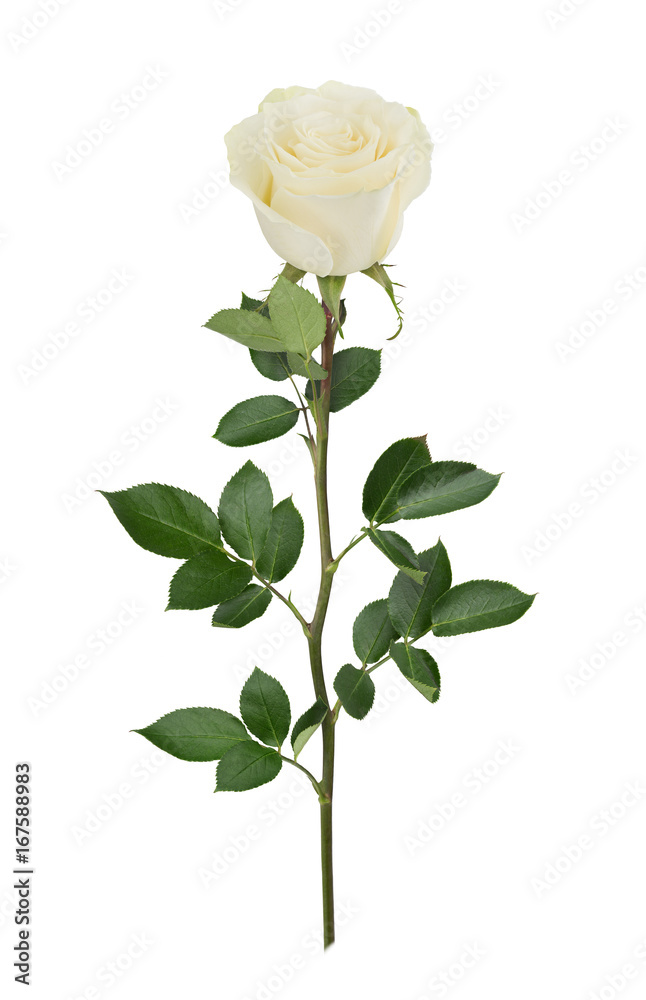 Obraz premium White rose in full depth of field. Detailed retouch.