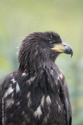 Sea eagle Haliaeetus albicilla  