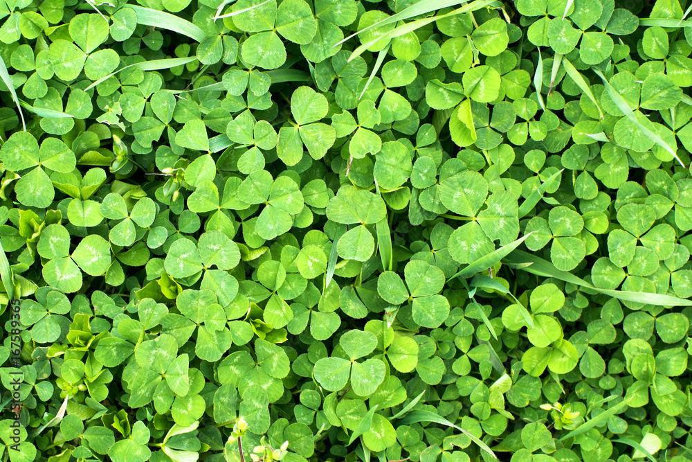 Green clover, textural background Green clover, textural background