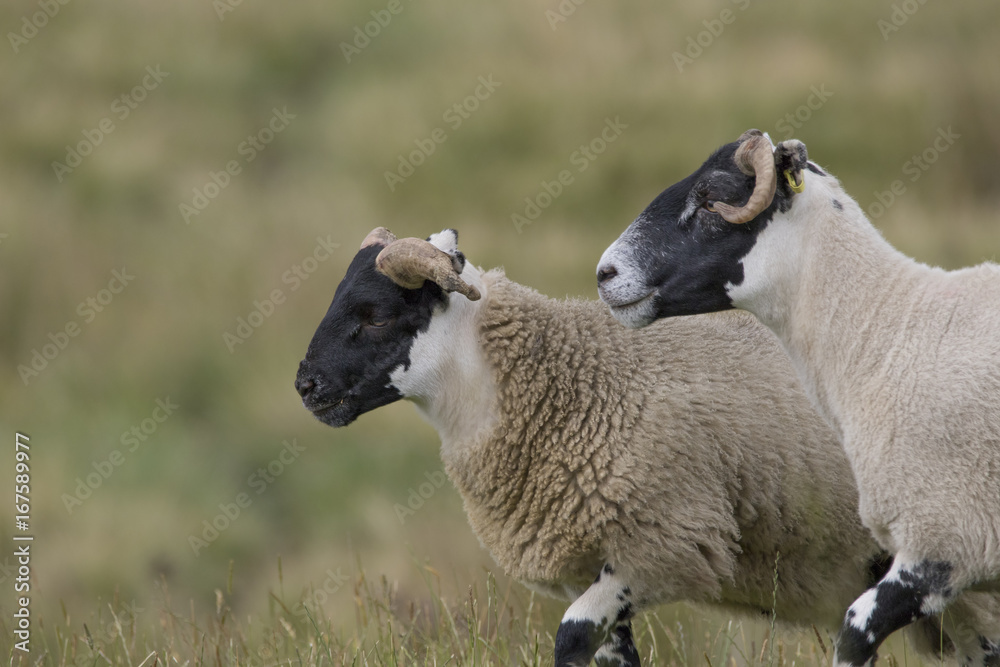 Fototapeta premium scottish blackface sheep