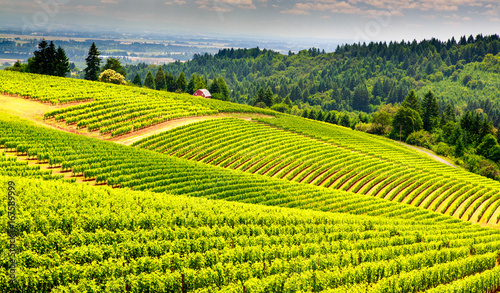 Pastoral vinyard