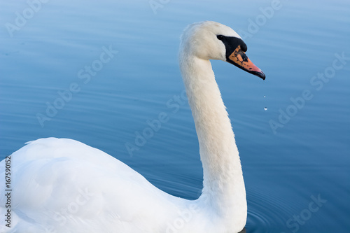 Fototapeta Naklejka Na Ścianę i Meble -  White swan beautiful portrait