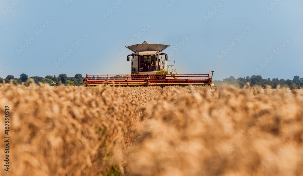 Fototapeta premium Combine harvester in action on wheat field. Process of gathering a ripe crop.