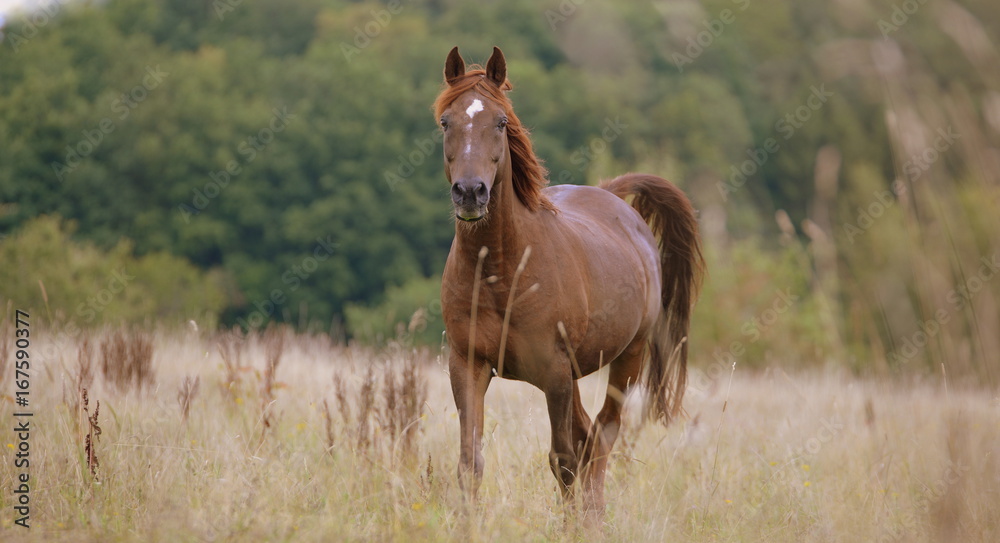 Traumpferd, fuchsfarbens Pferd,steht aufmerksam im vertrockneten Gras Traumpferd, fuchsfarbens Pferd,steht aufmerksam im vertrockneten Gras