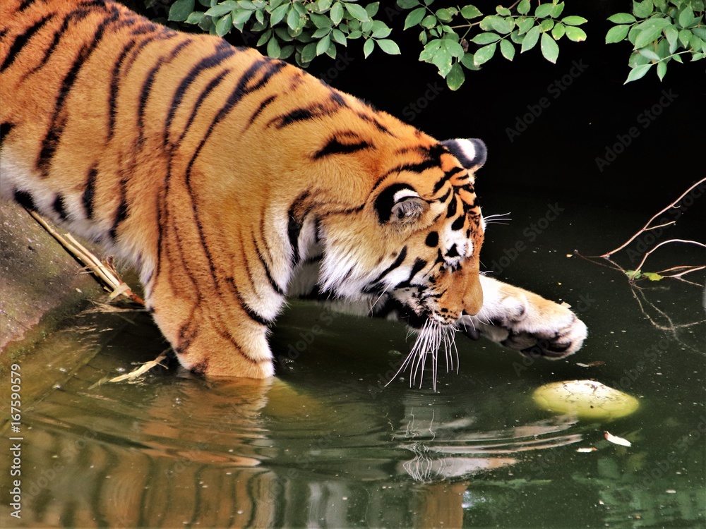 Fototapeta premium Tiger. Wasser.