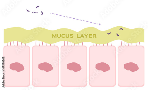 Nasal mucosa cells in nose vector / mucus photo
