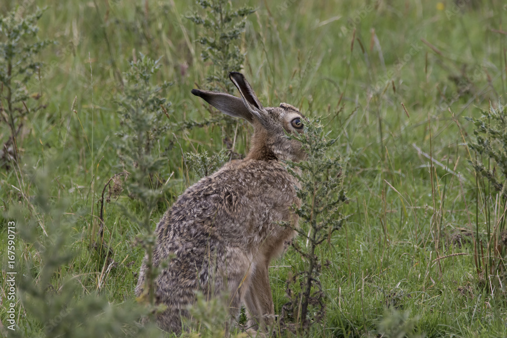 brown hare brown hare