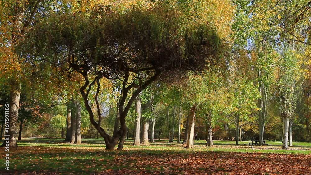 Actividad de mañana en parque publico otoñal de la ciudad con
personas haciendo ejercicio y deporte