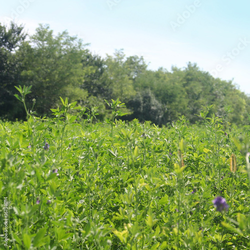 Fototapeta Naklejka Na Ścianę i Meble -  Campo di erba medica o Medicago sativa con fiori viola in estate