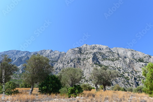 Olivenbäume im Gebirgsmassiv der Insel Samos 
 photo