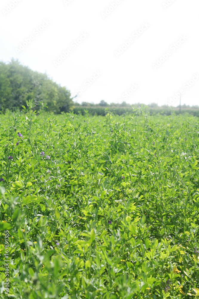 Campo di erba medica o Medicago sativa con fiori viola in estate su sfondo bianco Campo di erba medica o Medicago sativa con fiori viola in estate su sfondo bianco
