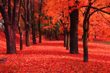 red autumn park