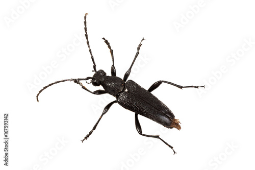 Beetle (Stictoleptura scutellata) on a white background
