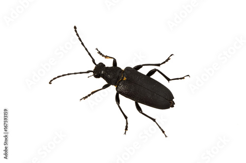 Longhorn beetle (Stictoleptura scutellata) on a white background