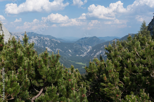 Looking at the valley below between the pines