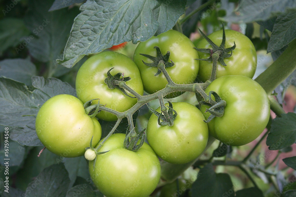 Pomodori verdi tondi su pianta nell'orto