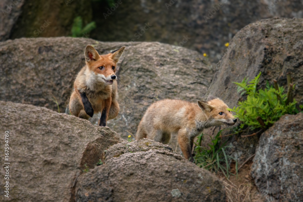 Red fox in the woods(Vulpes vulpes)