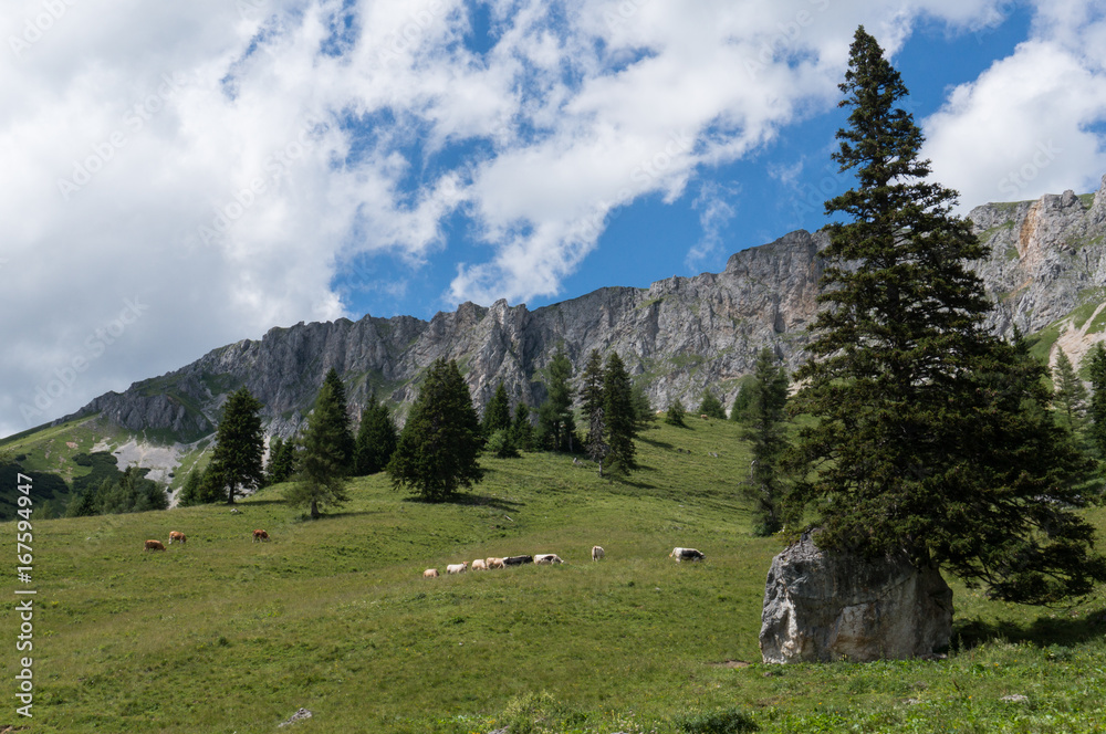 Cattle grazing on an idyllic mountain pasture