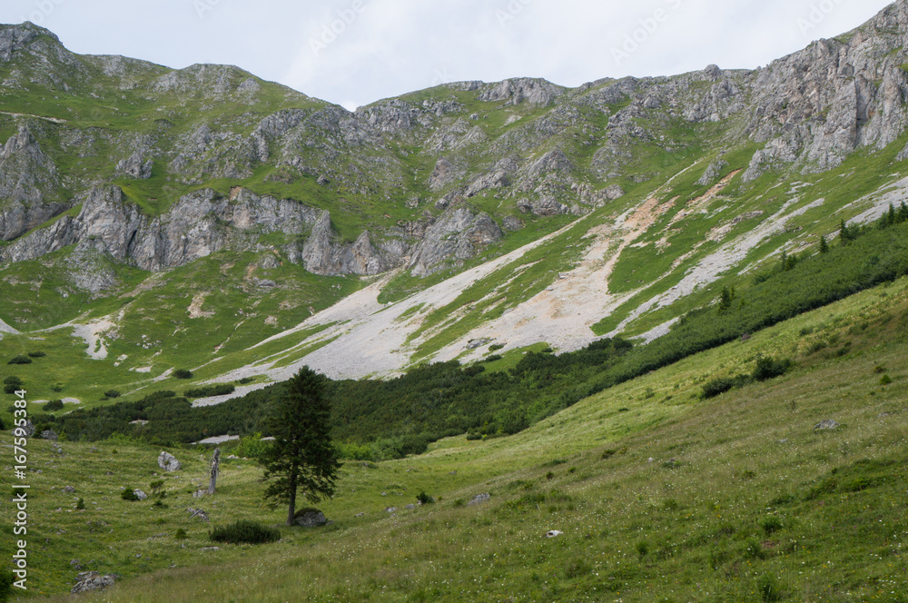 High alpine meadows