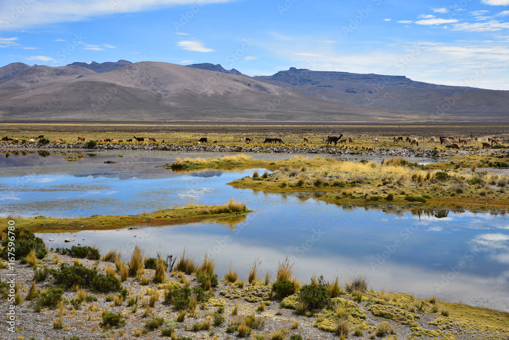 Lac et vigognes de l'altiplano andin au Pérou