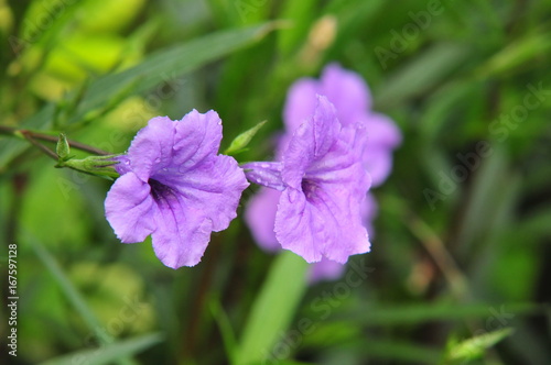 Bright green leaf and purple flowers a rainy day © Socoxbreed