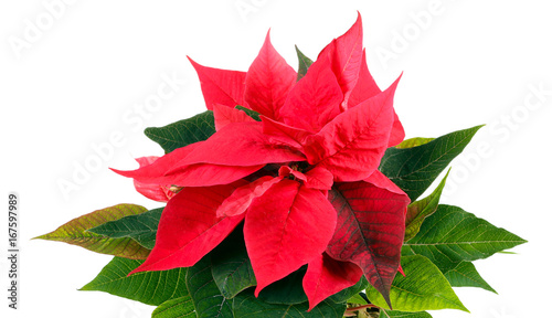 Red poinsettia (Euphorbia pulcherrima)