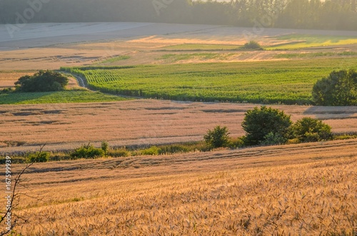 Summer rural landscape. Cultivated fields of grain and maize in sunlight.