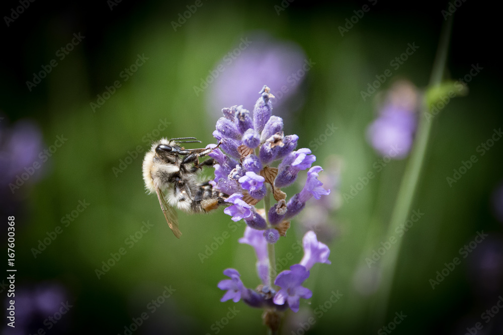 Abeille Abeille