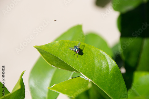 mouche