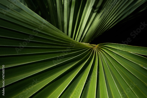 Beautiful Fiji fan palm