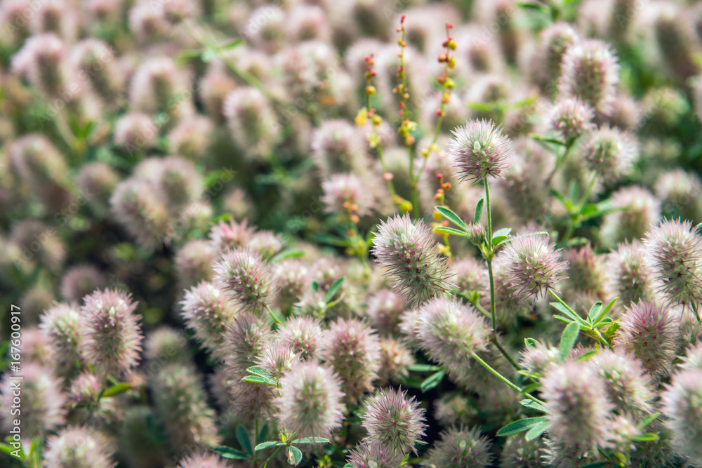 Obraz premium Flowering Rabbitfoot clover from close