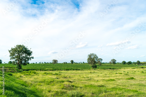 Blue sky and cloud with tree. landscape background.
